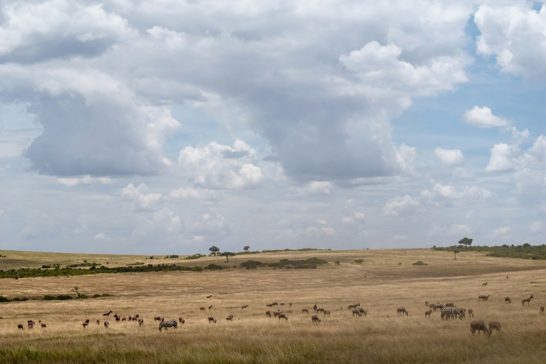 Maasai Mara